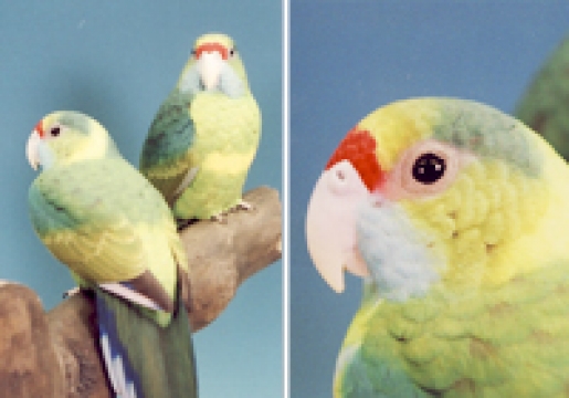 マキエゴシキインコ