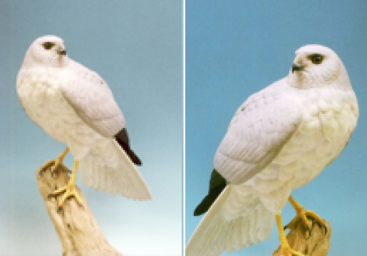 ハイイロチュウヒ