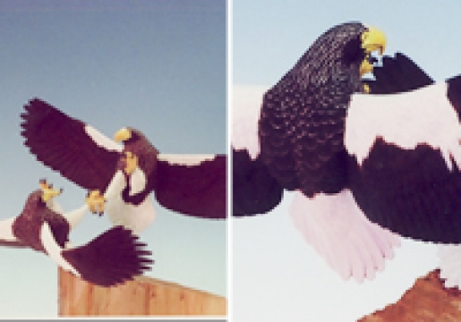 オオワシ・ペア